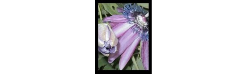 Art and photo prints